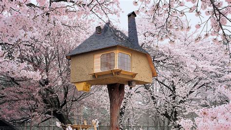 Amazing Tree Houses Around The World