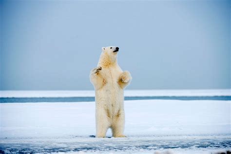Dancing Polar Bears Mirror Online