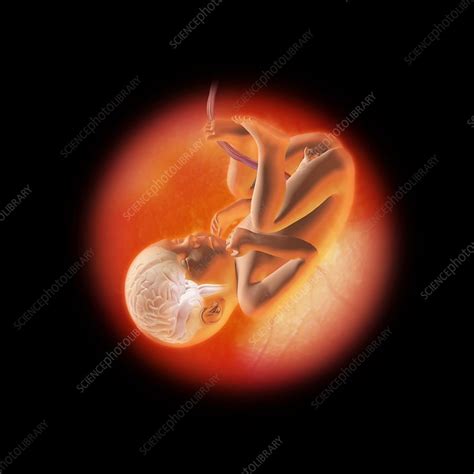 Human Foetus In The Womb Artwork Stock Image C0095828 Science