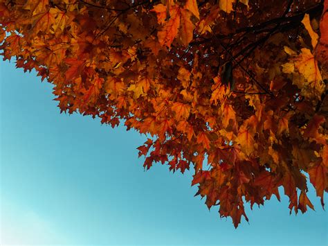 Free Images Branch Sunlight Fall Foliage Autumn Season Maple