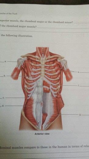 Anterior Muscles Unlabeled Muscle Medical