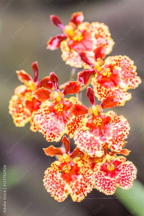 Orange Oncidium Orchid Stock Photo Adobe Stock