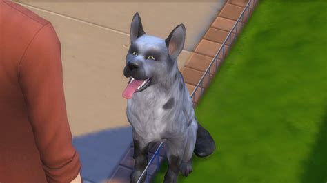 Sims 4 Dog Breeds