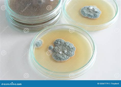 Penicillium Fungi On Agar Plate Stock Image Image Of Growth Bacteria