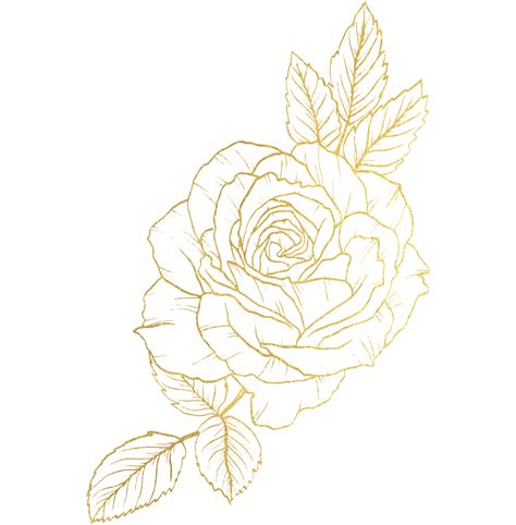 Rose Flower With Gold Line Art Png