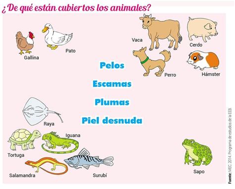 Clasificación De Los Animales Según La Cobertura De Su Cuerpo Escolar