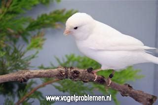 Rotterdam (nl) has gained a special new address: Vogelproblemen |Fotogalerij kanaries