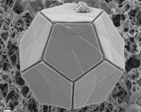 Infinity Imagined Coccolithophores Are Single Celled With Images