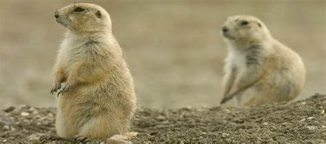 We have over 17 years experience, and have helped over 20,000 homeowners and businesses with pest extermination and other pest control. Prairie Dog Control Colorado Springs, Prairie Dog Removal