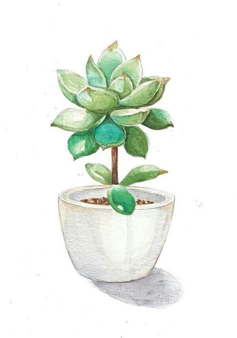 Top 7 cactus y suculentas de poca luz#cactuvision #cactus #top7si te gustó el vídeo por favor regálame un like y comparte éste vídeo pará qué más gente lo. Suculentas acuarela | Cactus DIY en 2019 | Fondos de ...