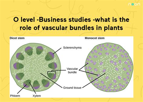 Business Studies What Is The Role Of Vascular Bundles In Plants