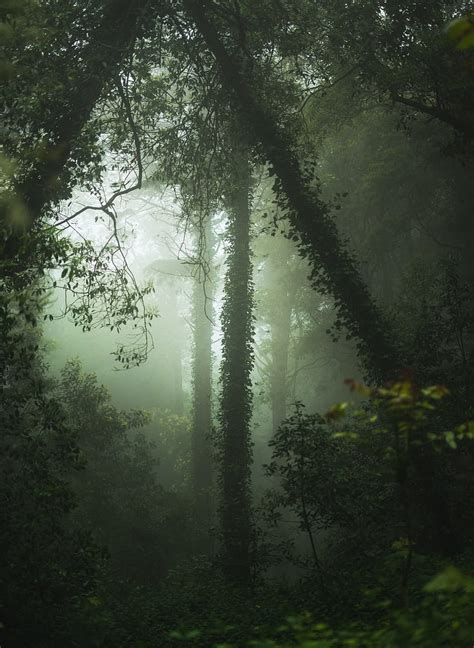 30moody Forest Moody Nature Hd Phone Wallpaper Pxfuel