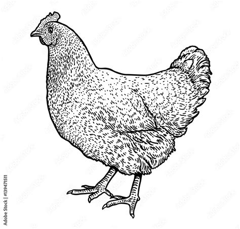Chicken Illustration Drawing Engraving Ink Line Art Vector Stock