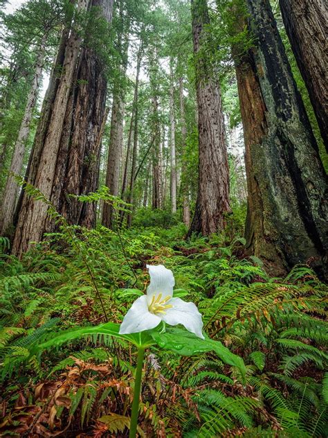 Wildflowers Of The Redwood Forests Save The Redwoods League