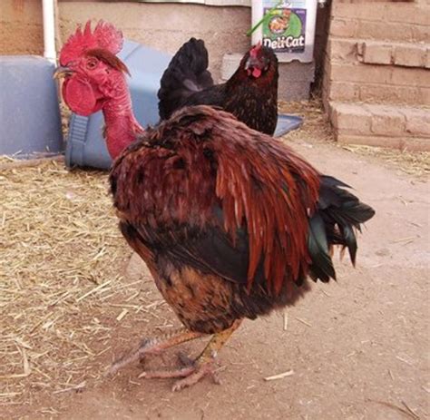 Turken Rooster