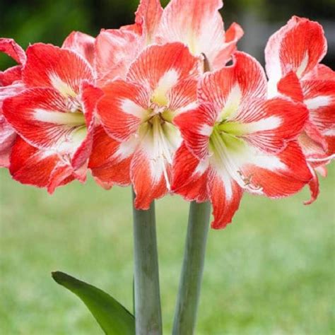 59 Tipos De Flores Para Decorar E Colorir Seu Jardim E Sua Casa Amaryllis Flowers Amaryllis