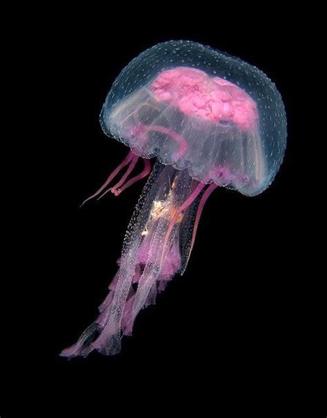 Jellyfish Deep Sea Creatures Beautiful Sea Creatures Underwater