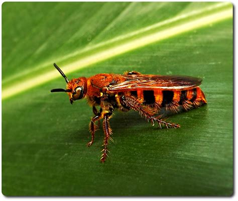 Orange And Brown Striped Bee Like Flying Insect With Spiky Armor Part 1
