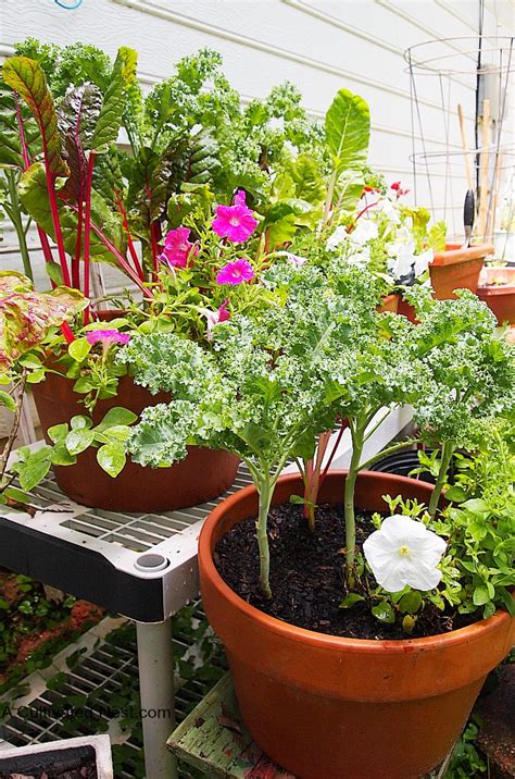 My Container Vegetable Garden