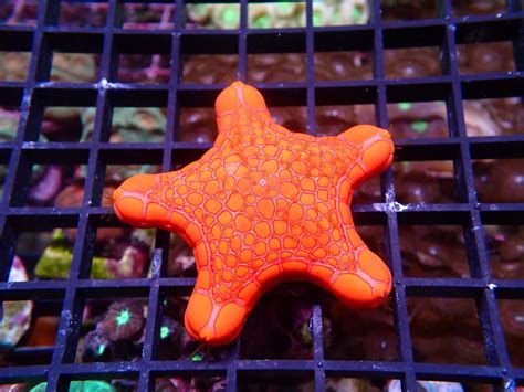 Biscuit Starfish Batavia Coral Farm