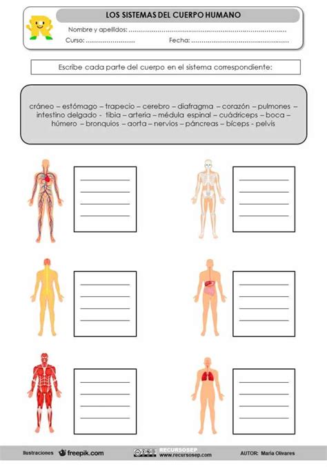 Los Sistemas Del Cuerpo Humano Y Sus órganos