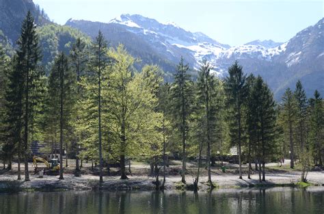 Green Pine Trees Near A Lake · Free Stock Photo