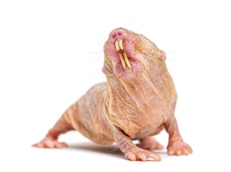 Photos Of Naked Mole Rats That Are Less Disconcerting When You My Xxx Hot Girl