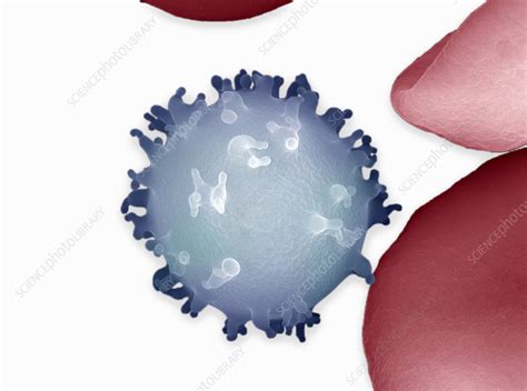 Monocyte White Blood Cell Sem Stock Image C0224893 Science