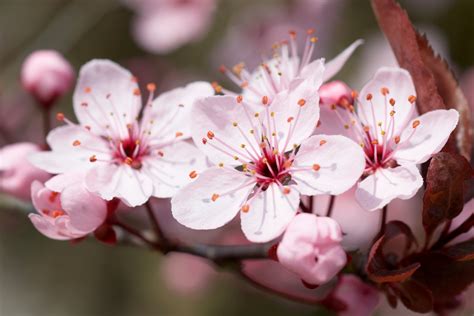 Japanese Cherry Blossom Symbol