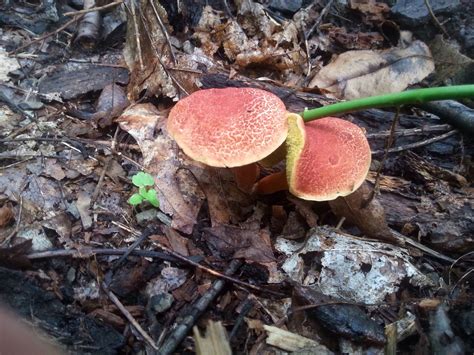 Edible Bolete Bicolor Mushroom Hunting And