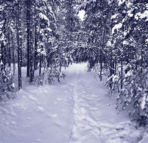Snow Path In Winter Forest Stock Photo Image Of Climate 3355696