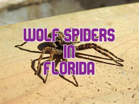 Wolf Spiders In Florida Types Pictures Bite And More