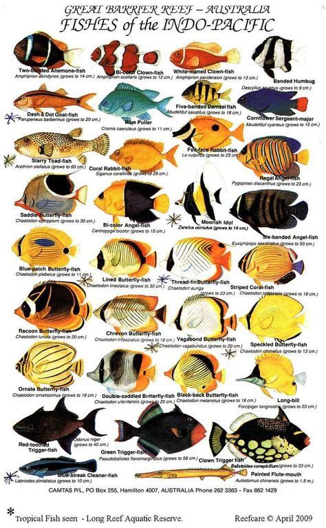 Types Of Fish In The Pacific Ocean You Can Possibly Have As Pets
