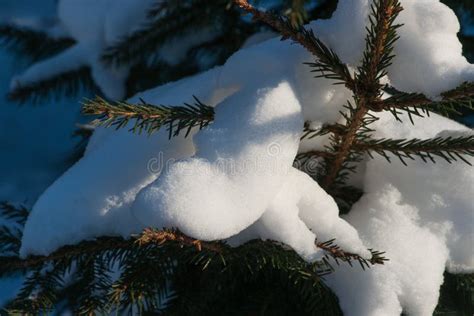 Sunlit Snow Covered Spruce Tree Stock Photo Image Of Decoration