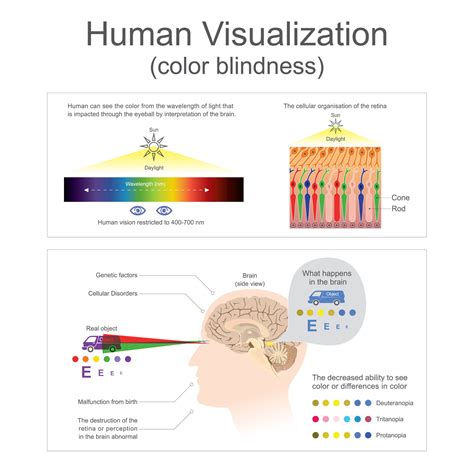 The Trichromatic Theory Of Color Vision