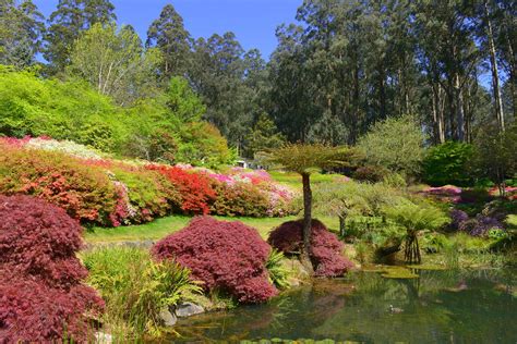 Rhododendron Blooming in Dandenong Ranges Botanic Garden, Victoria 2024