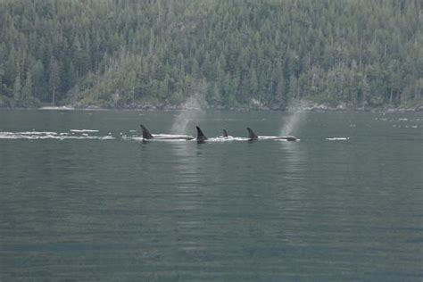 Killer Whales Passing Grizzly Bear Tours And Whale Watching Knight Inlet