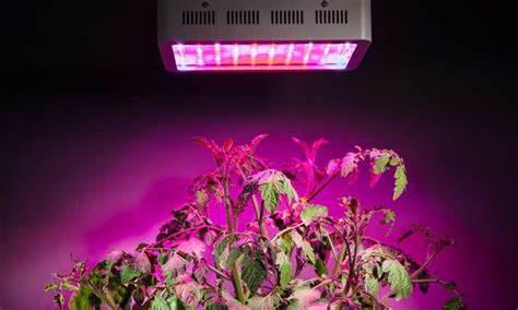 30 days money back guarantee & 12 months warranty. Best LED Grow Lights for Growing Marijuana | Grow Codes