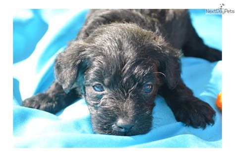 Compare rates and read reviews for free to find the best location for you. Flounder: Schnoodle puppy for sale near Chattanooga, Tennessee. | b6086a6c-9451
