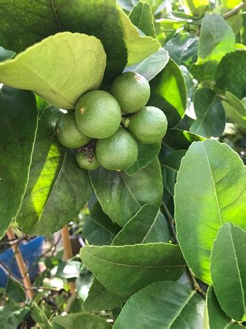 Our generations of experience in the many aspects of the citrus industry means that we are more than just a citrus tree nursery. Lime Tree Produce The Fruit Stock Photo - Download Image ...