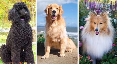 Top 5 Smartest Dog Breeds In The Would Our Wonderful World