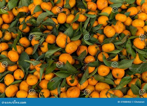 Little Orange Fruit Stock Photo Image Of Calories Dietary 37088462