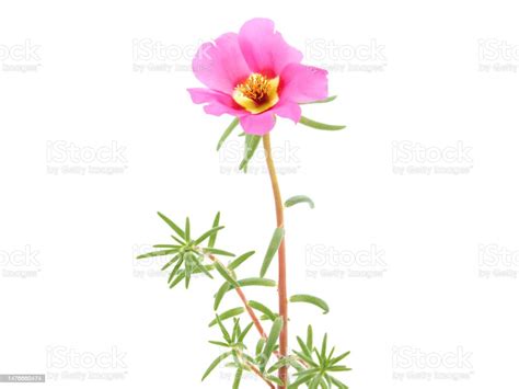 Pink Flower Of Moss Rose Isolated On White Portulaca Grandiflora Stock