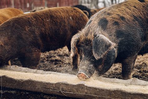 Large Pig Eating By Stocksy Contributor Dylan Leeder Stocksy