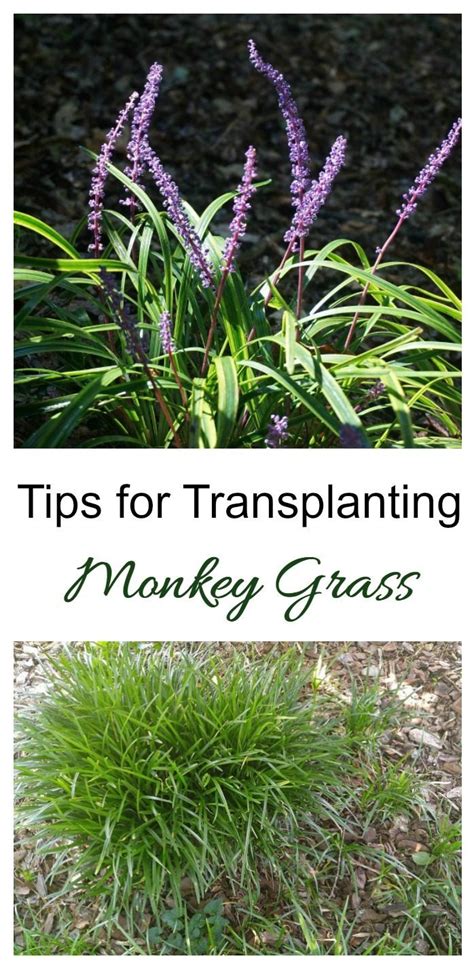 Transplanting Monkey Grass Liriope Division The Gardening Cook