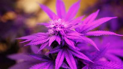 Purple Weed Marijuana 420 Lean Drugs