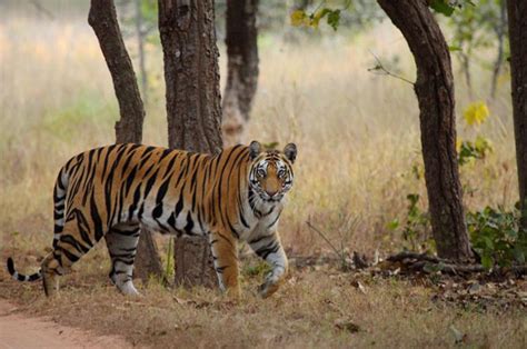 Bandhavgarh National Park Best Tiger Safari In Bandhavgarh