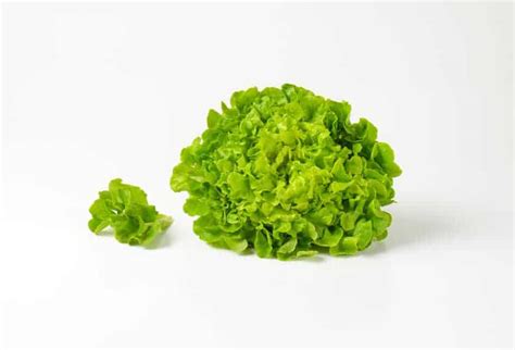 Descubre Los Tipos De Lechuga Que Hay Frutamare