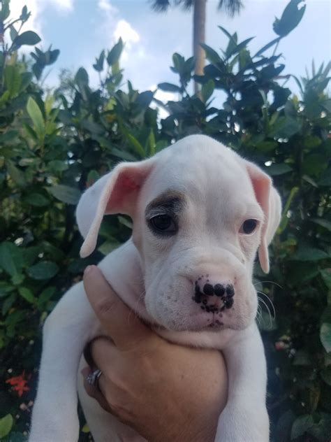 Petland jacksonville florida has boxer puppies for sale! Boxer Puppies For Sale | Fort Myers, FL #297926 | Petzlover