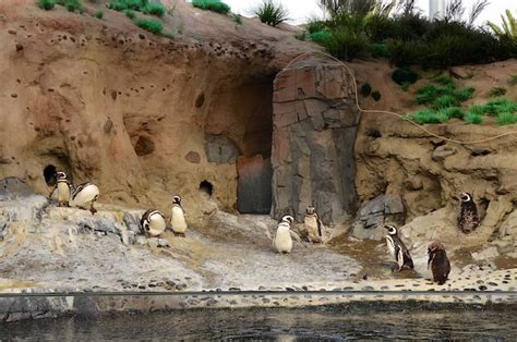 Baby Penguins Aquarium Of The Pacific The La Beat